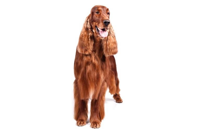 Irish setter