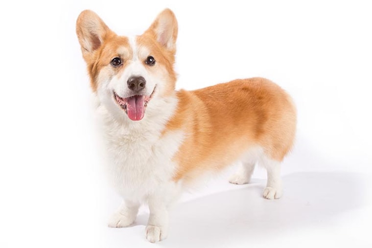 Pembroke Welsh corgi