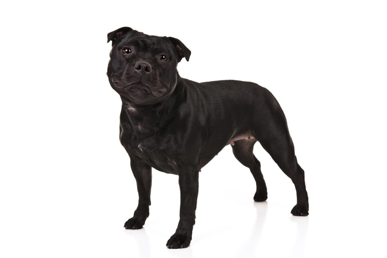 Staffordshire bull terrier