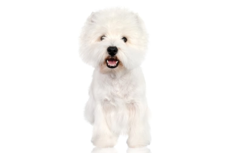 West Highland white terrier