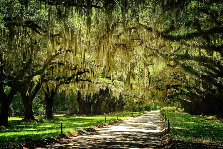 A scenic path through one of Charleston's parks.