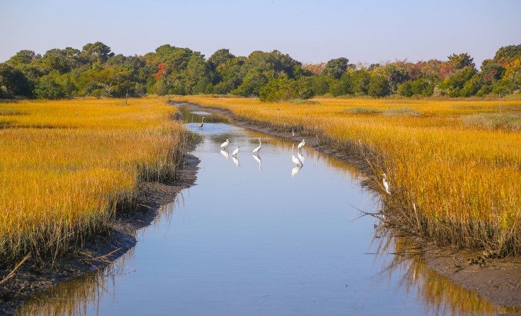 Wild birds stand in a creek at Kiawah Island, South Carolina.