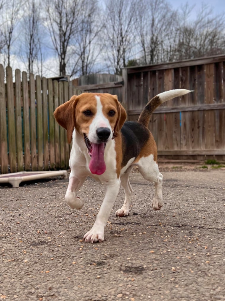Because the beagles have lived their life in a lab, they may require more care and rehabilitation and will likely do best with other dogs.