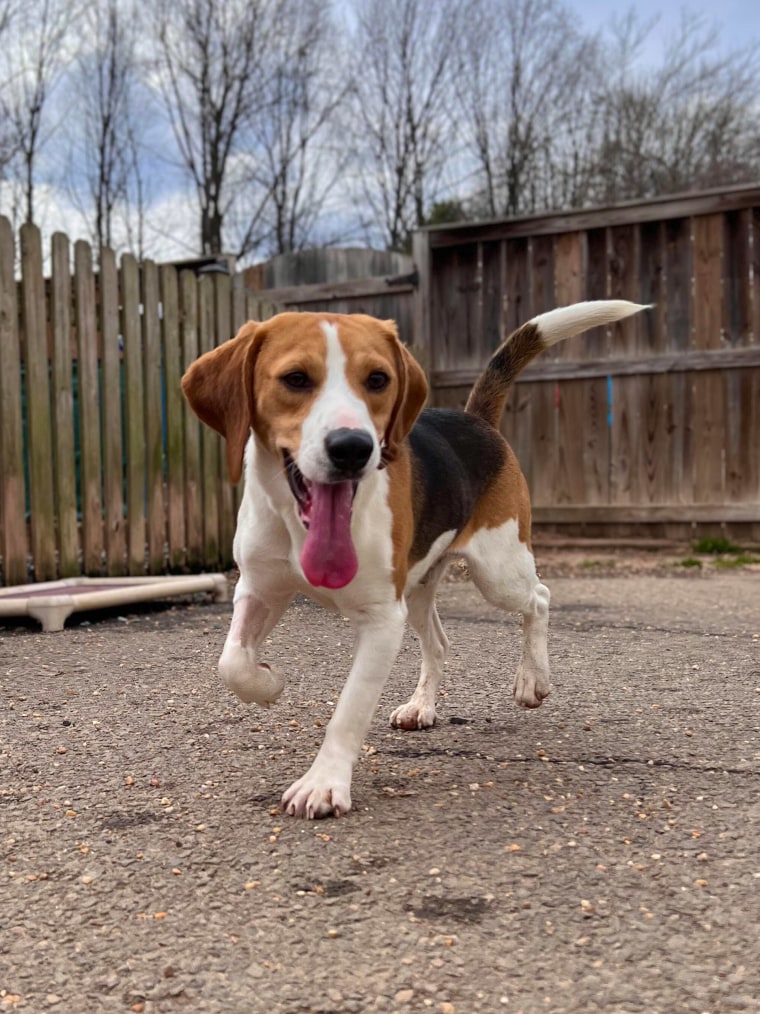 Lab beagle hot sale rescue