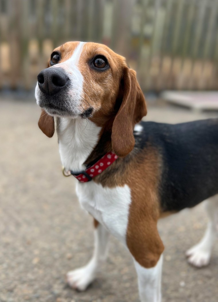 Beagle hound sale rescue