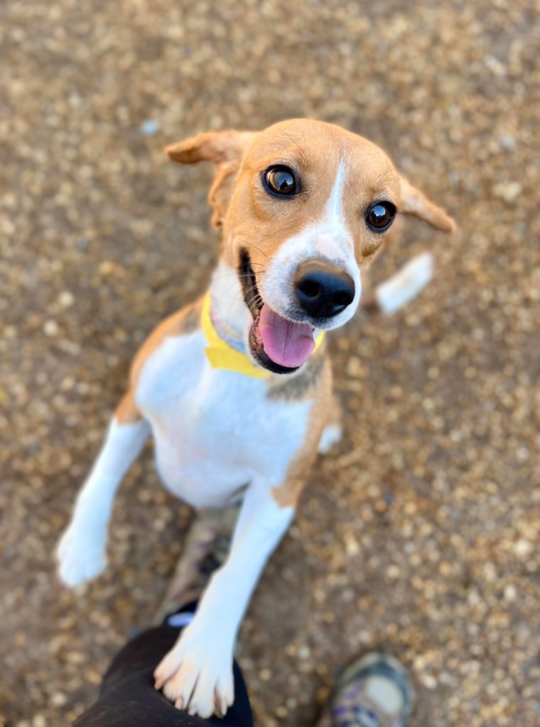 One of the beagles rescued from the breeding facility enjoys play time at a new shelter.