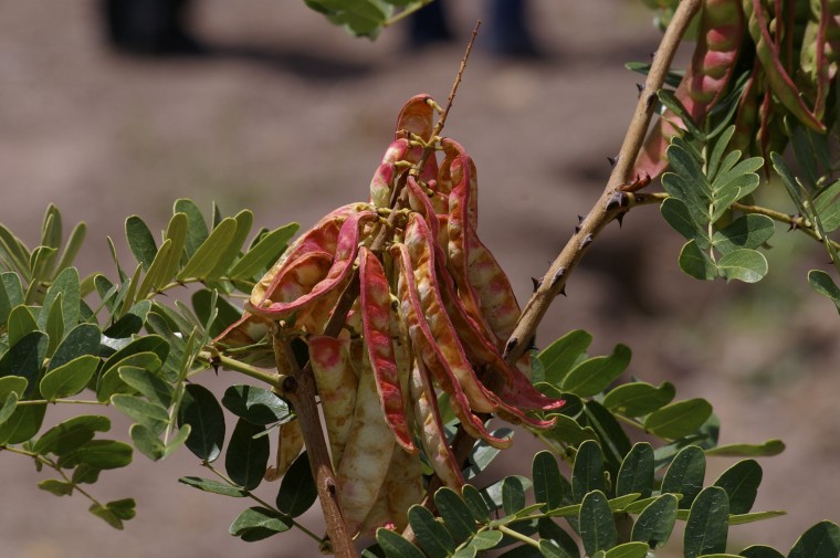 Tara, Caesalpinia spinosa, native to Peru