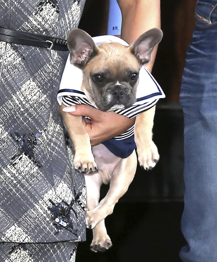 Lady Gaga's dog Koji in New York, on May 12, 2015.