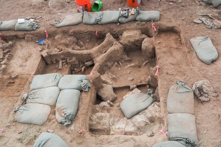 The excavation site mostly holds broken bones from the mammoths’ ribs and spine. The most prominent fossil is a portion of the adult mammoth’s skull.