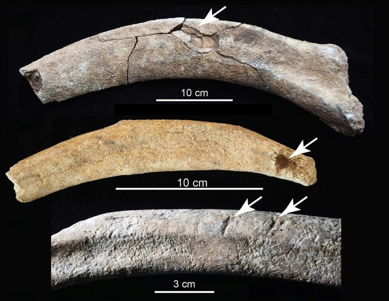 The top rib shows a fracture from blunt force impact; the middle rib shows a puncture wound, probably made by a tool; the bottom rib shows chopping marks.