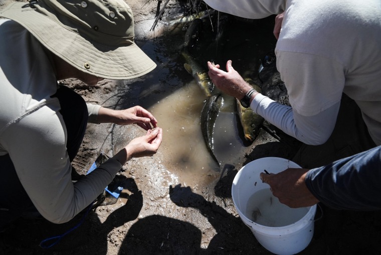 Fish biologists work to rescue the endangered Rio Grande silvery minnow from pools of water in the dry Rio Grande riverbed on July 26, 2022, in Albuquerque, N.M.