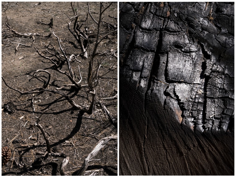 Image: Dried out shrub branches, evidence of a recent prescribed burn and a charred piece of log  on top of recent prescribed burn site near Big Bear Lake on June 6, 2022.