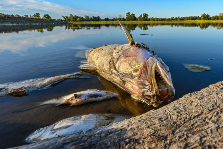 Environmental disaster on the Oder River