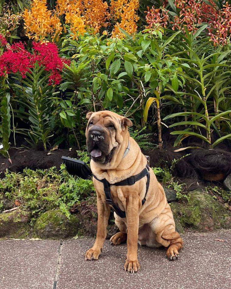 Elvis, an 11-year-old Shar Pei, in his new home in Singapore.