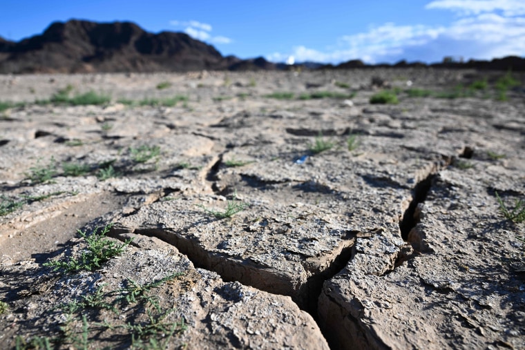 Plants grow from an exposed lakebed cracking and drying out during low water levels due to the western drought on Lake Mead along the Colorado River in Boulder City, Nev., on June 28, 2022.