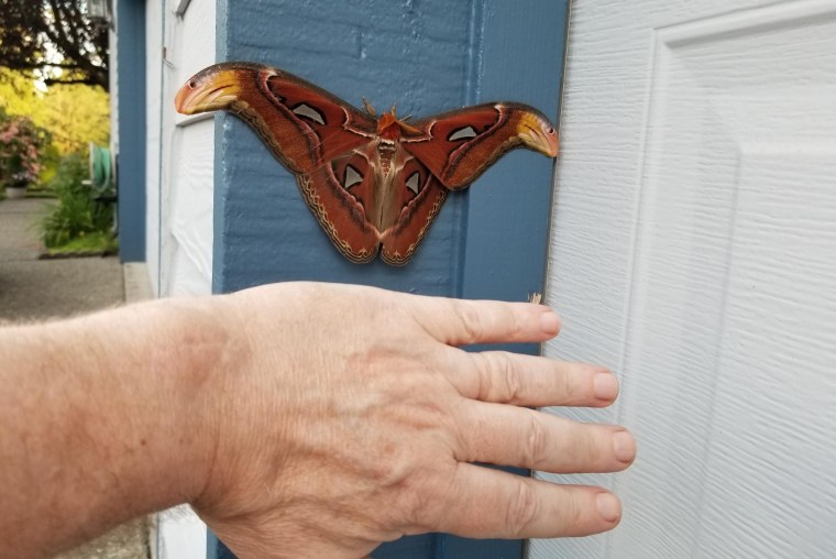 The atlas moth on a garage wall in Bellevue, Wash., last month.