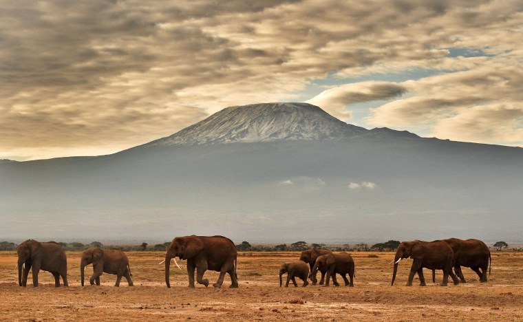A herd of elephants walk in front of Mount Kilimanjaro in Amboseli National Park in Kenya in 2016.