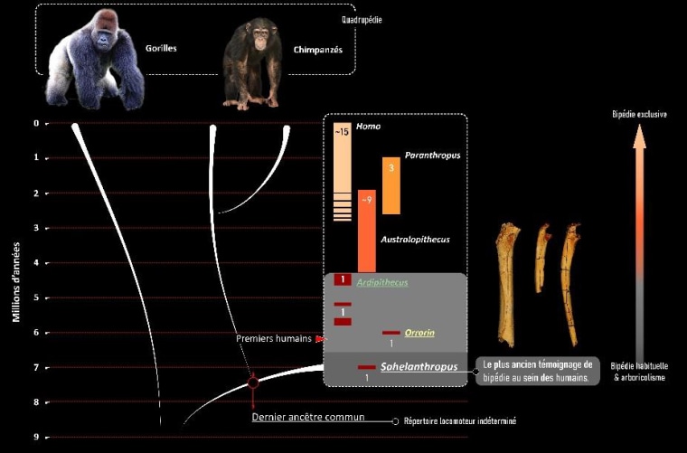 Humanity separated from the chimpanzee group during the recent Miocene, most probably between 10 and 7 million years before present.  This divergence resulted in very distinct morphologies: the limb bones, for example, present differences notably linked to a quadrupedal locomotion for chimpanzees and a bipedal locomotion for extant humans.

