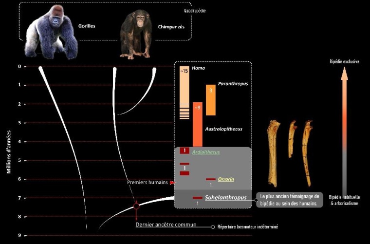 Ancient bones confirm that the oldest human ancestor walked upright