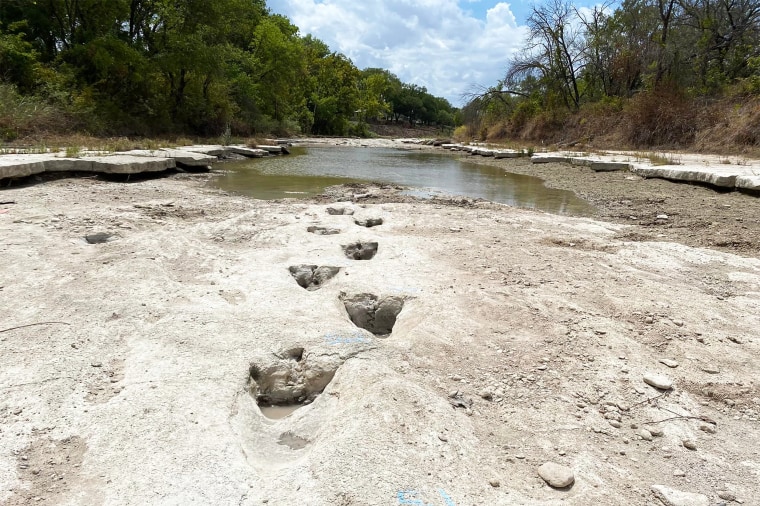 Dinosaur tracks in Dinosaur Valley State Park.