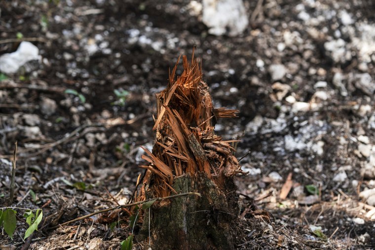 A stump is what's left of a tree that was cut for the clearing of forest to make way for the Maya Train in Akumal, Quintana Roo state, Mexico, on Aug. 2, 2022.