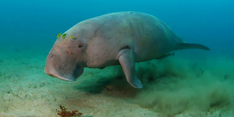 A dugong in the lagoons in New Caledonia, Australia.