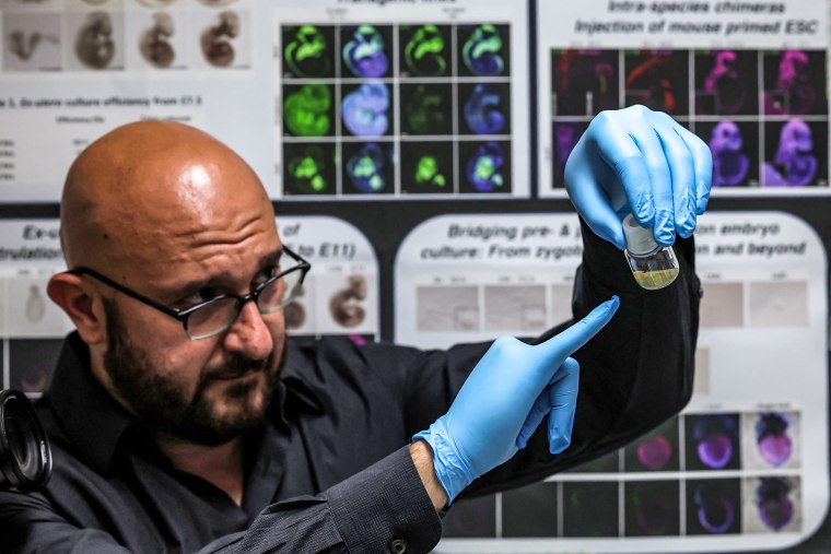 Image: Dr. Jacob Hanna, a molecular geneticist at the Weizmann Institute of Sciences in Israel, holds a vial containing five-day-old synthetic mouse embryos grown on an electronically controlled ex-utero roller culture platform, in a laboratory in Rehovot, Israel.  on August 4, 2022.