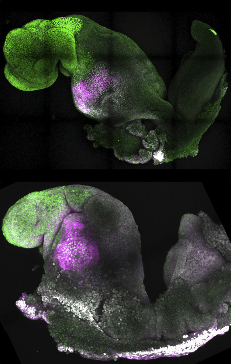 This combination of microscope images shows natural, top, and synthetic mouse embryos with added color to show comparable brain and heart formation.