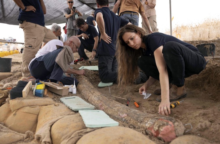Image: Ancient straight-tusked elephant discovered in Israel