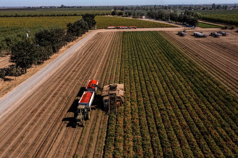 Farmers harvest tomatoes in Winters, Calif., on Aug. 12, 2022.