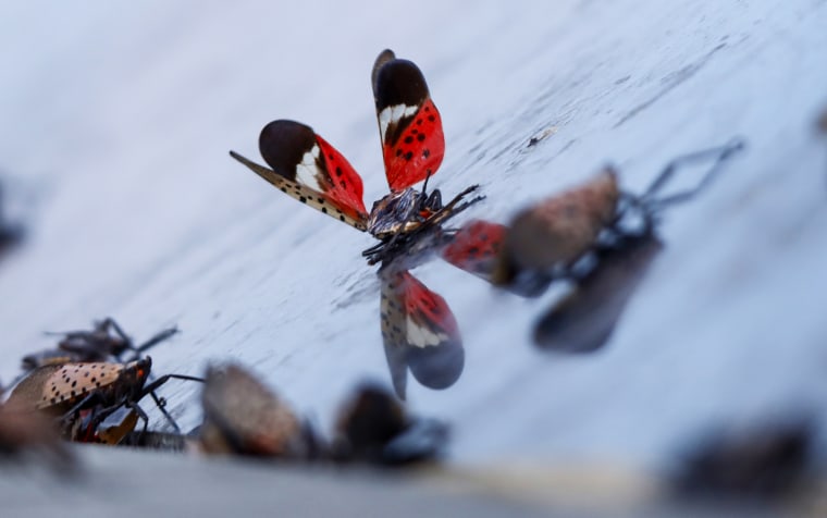 The wings of a dead spotted lanternfly flutter in the wind on a walkway on Aug. 27, 2022, in Bayonne, N.J.