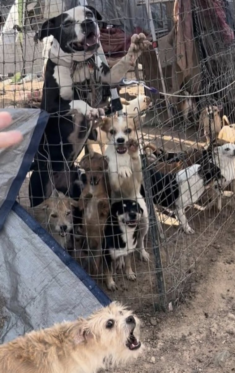 Dogs bark as Sky Sanctuary Rescue workers walk through the encampment.