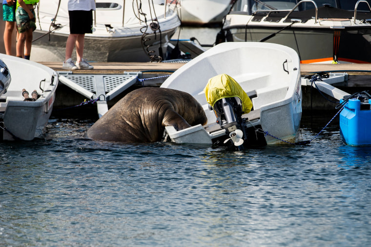 NORWAY-ANIMAL-WALRUS-FREYA-OFFBEAT