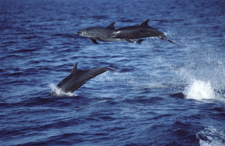 Bottlenose dolphin.