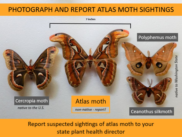 atlas moth mc 220818 02 686c5e