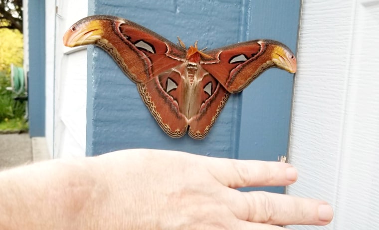An atlas moth with a 10-inch wingspan was found in Washington state recently.