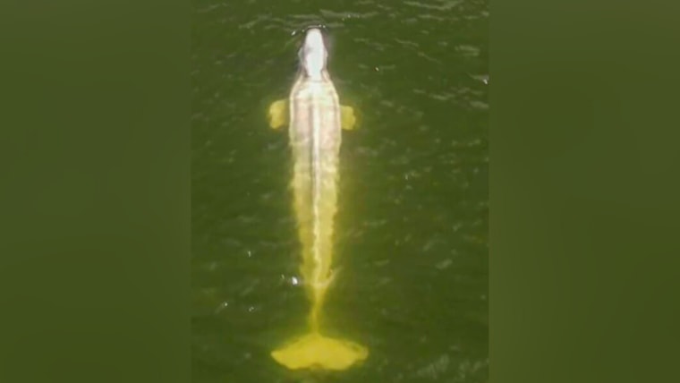Una beluga en el río Sena en la región de Saint-Pierre-la-Garenne el 5 de agosto.