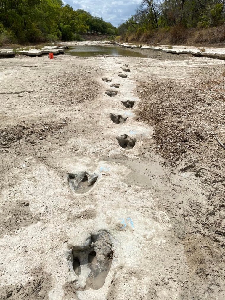 The tracks are said to belong to two different species of dinosaur.