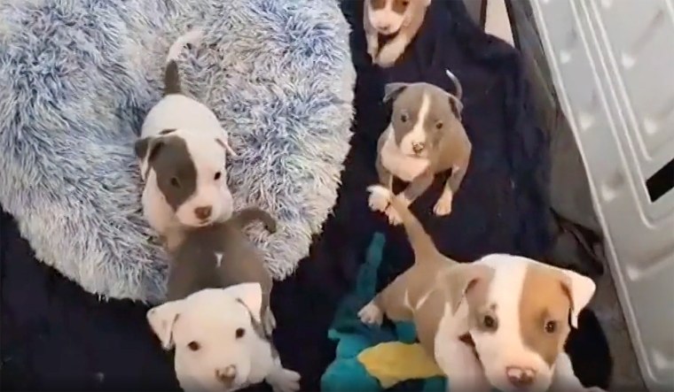 It's hard to resist these adorable pups.