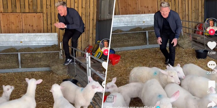 “I’m going to eat you,” Gordon Ramsay says to a pen of lambs in a controversial TikTok video.