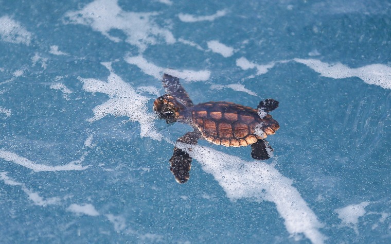 A Loggerhead hatchling swims in the water as more than 570 sea turtle hatchlings, including the Loggerhead and Green turtles, are released back into the Atlantic Ocean in a joint effort between the United States Coast Guard and the Gumbo-Limbo Nature Center on July 27, 2015 in Boca Raton, Fla.
