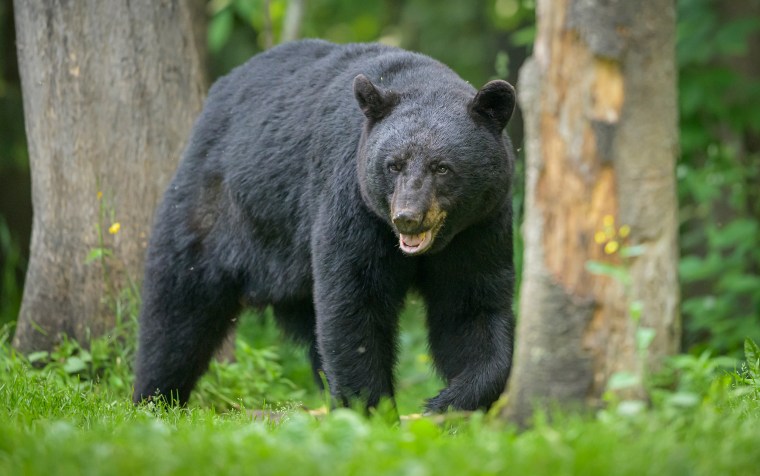 A Vermont woman was bitten by a black bear in a rare attack.
