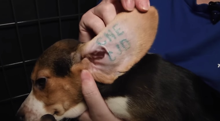 Imagen tomada del video publicado por Humane Society, que muestra los tatuajes en la oreja de los animales.