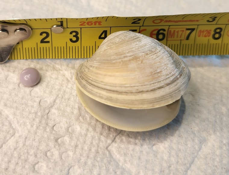 The pearl and clam measured together.