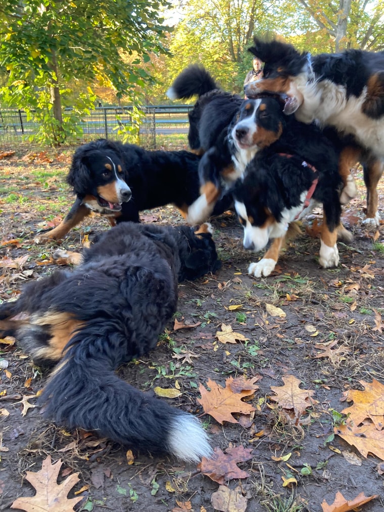  A happy bunch of Bernese mountain dogs, including Freya (top left). 