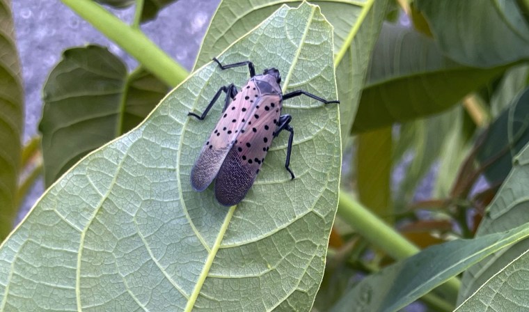 Spotted Lanternfly,