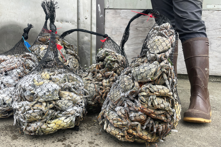 Bags of green crabs that were collected from Washington state’s ocean shore.
