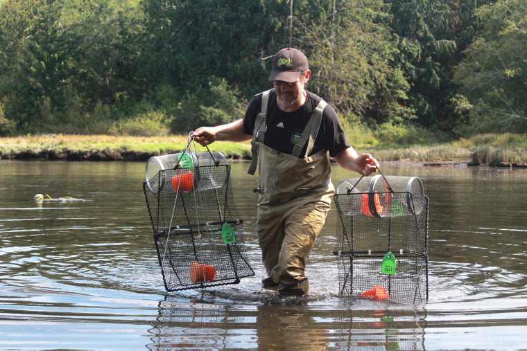 Jeff Adams wades through muck to set crab traps at Nick’s Lagoon near Seabeck, Wash.