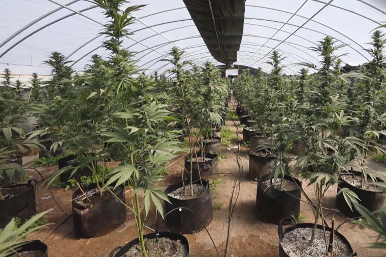 A black market marijuana farm.