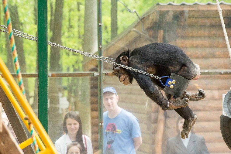 Chichi during happier times at Feldman Ecopark in Kharkiv. 